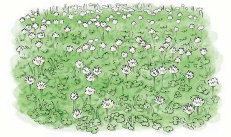 Protect Your Turf: The Benefits of White Clover Image